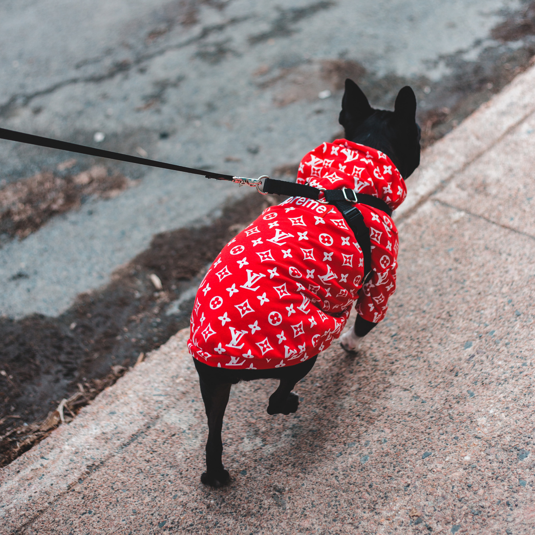Boston Terrier Wearing Red Clothes